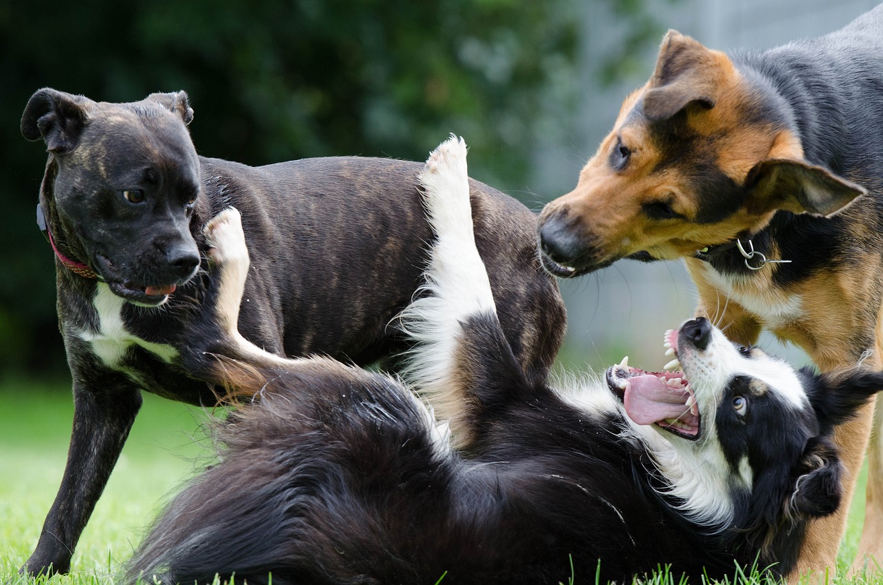 Perros adultos