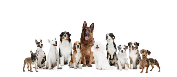 Perros adultos