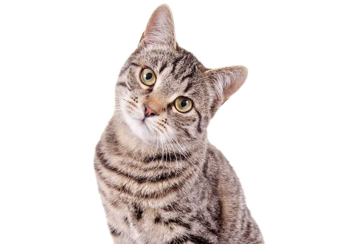 Cute cat